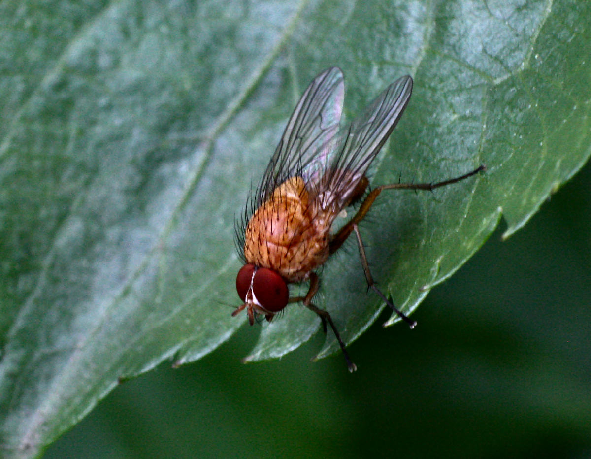 mosca arancione - da id